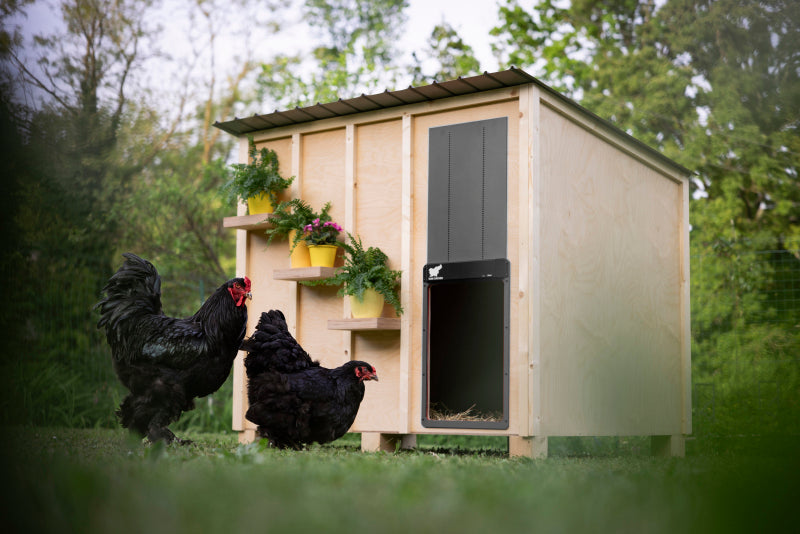 RUN-CHICKEN Giant - Red
