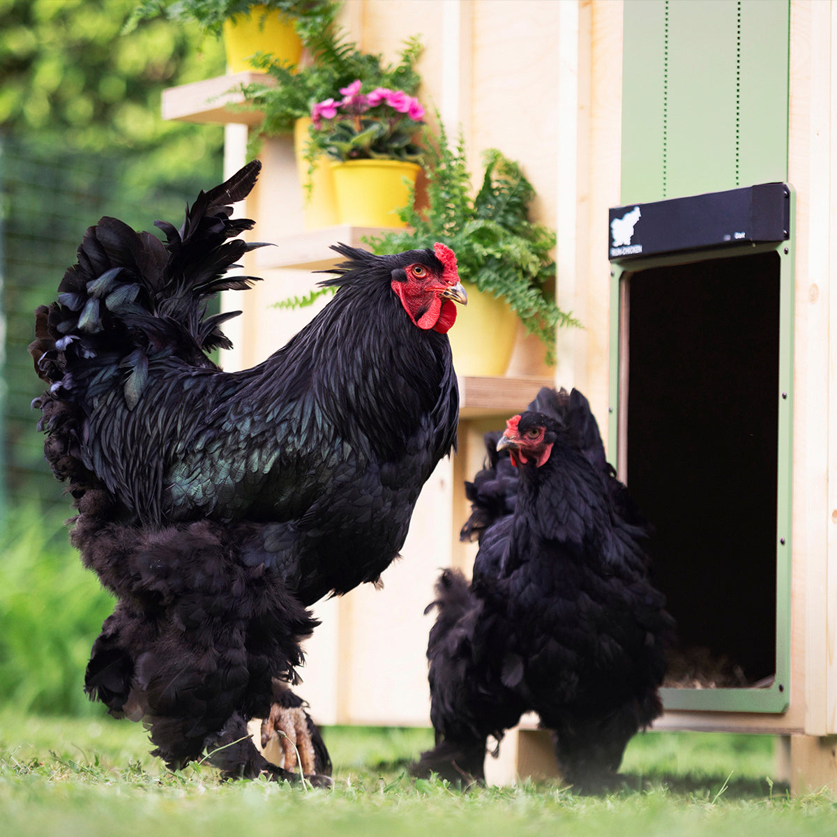 RUN-CHICKEN Giant - Red