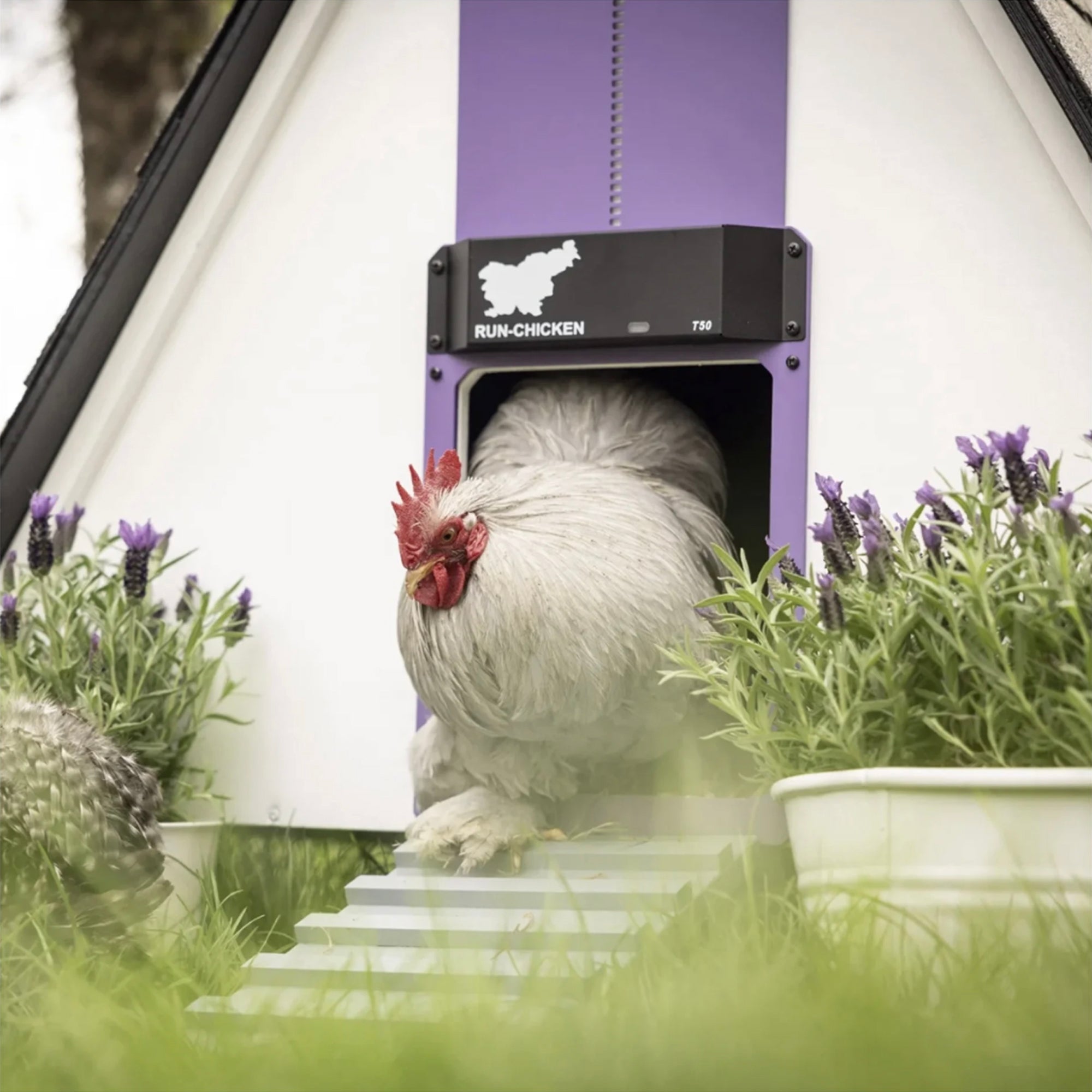 RUN-CHICKEN T50 Automatic Coop Door with Bluetooth – Lavender (Special Edition)